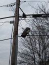 pole and wires (2)